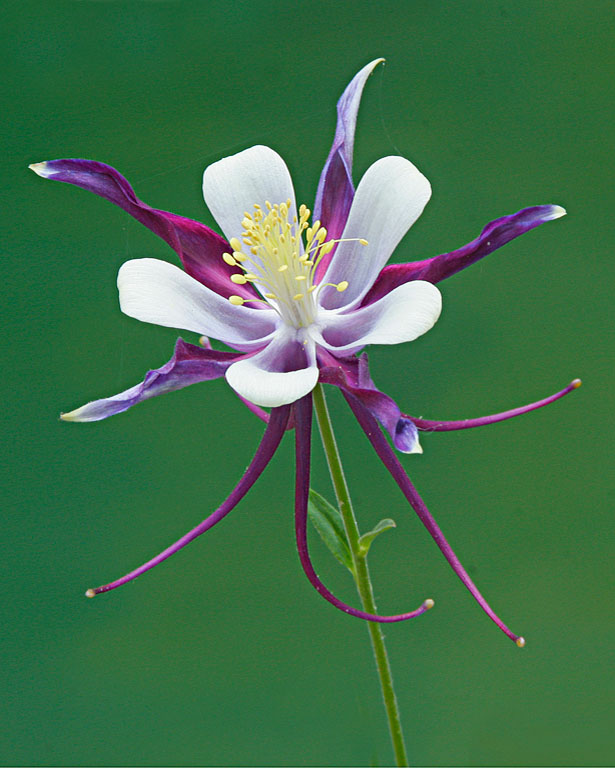 Columbine Close Up   Copy